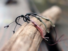 shrimp aligners